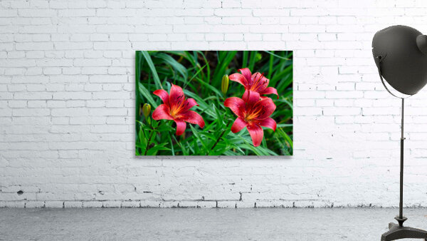 Tiger Lily Wall Preview