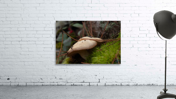  Suillus luteus Wall Preview