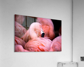 Flamingo Acrylic Print