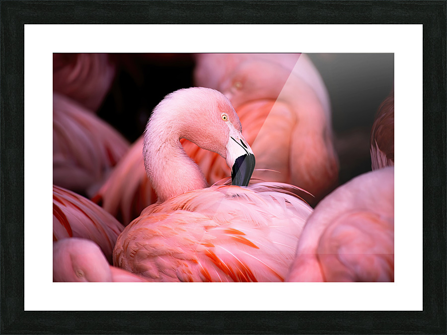 Flamingo Picture Frame print