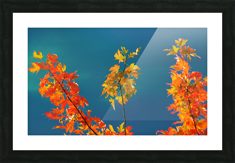 Maple Leaves Picture Frame print