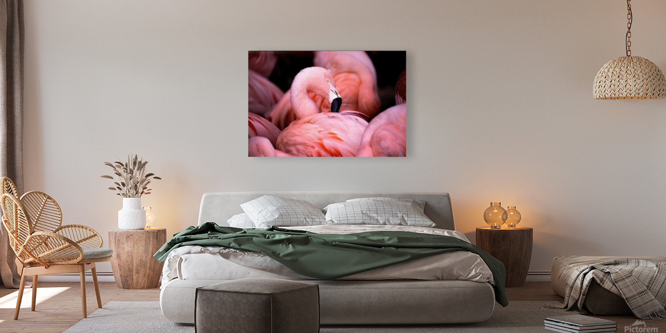 Flamingo Reproduction