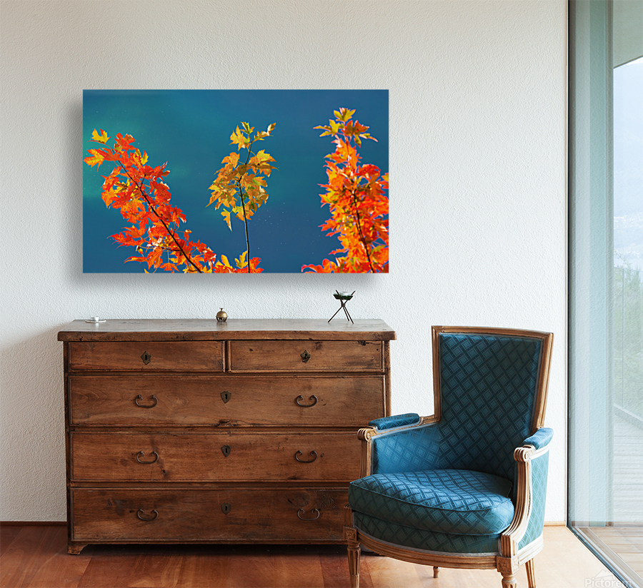Maple Leaves Reproduction