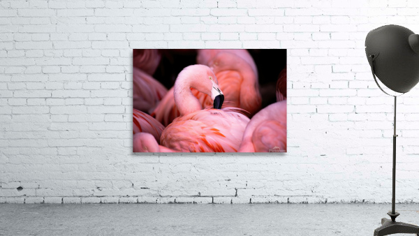 Flamingo Wall Preview