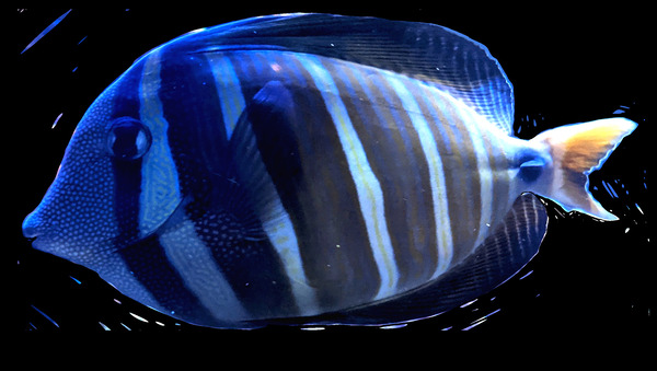 BlueStripedFish Digital Download