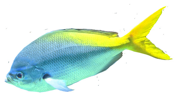 BlueYellow Digital Download