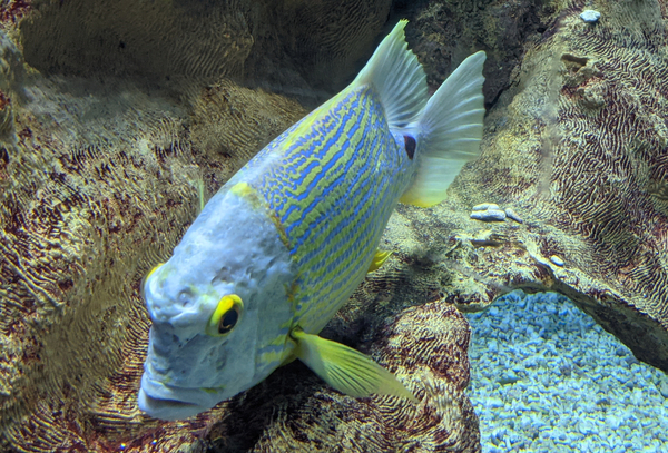 BlueYellowFish Digital Download