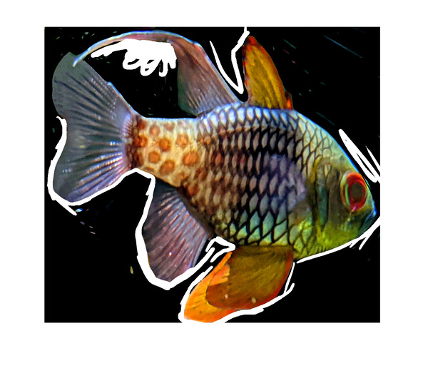 ColoredFish Digital Download