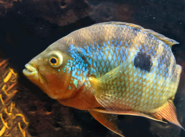ColorfulFish Digital Download