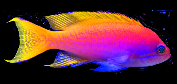 ColorfulFish2 Digital Download