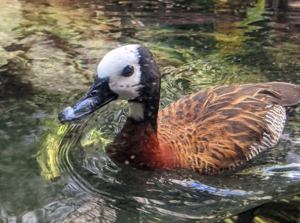 Duck Digital Download