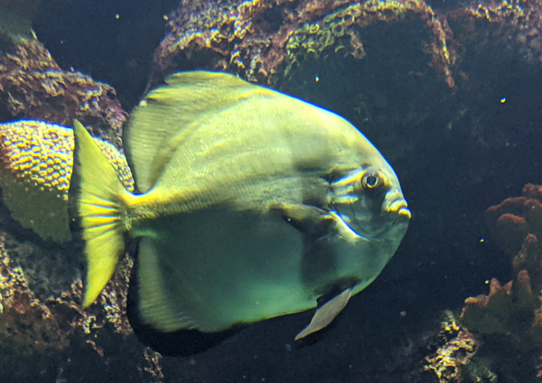 Fish Digital Download