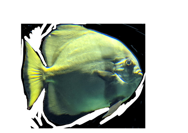 Fish02 Digital Download