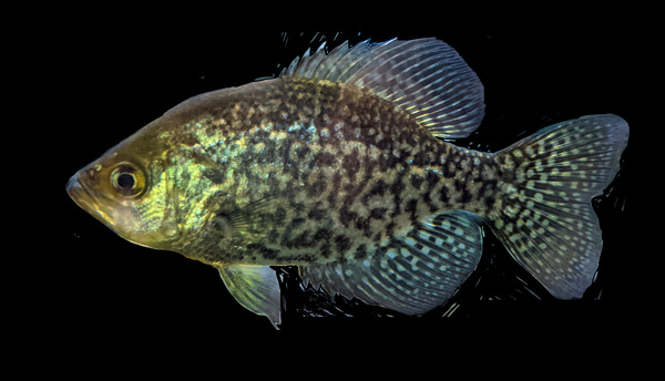 GoldenFish Digital Download
