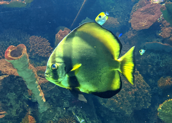 GreenFish Digital Download