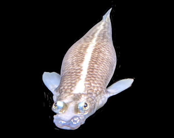 KoiFish2 Digital Download