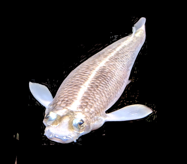 KoiFish3 Digital Download