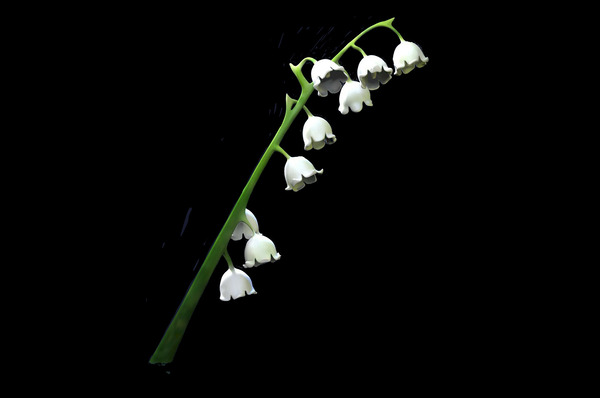 Lilly Digital Download