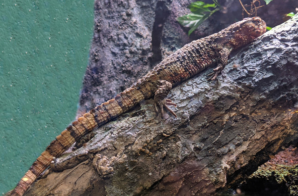Lizard Digital Download
