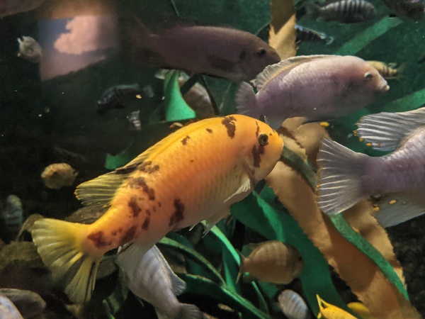 OrangeFish Digital Download