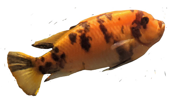 OrangeFish2 Digital Download