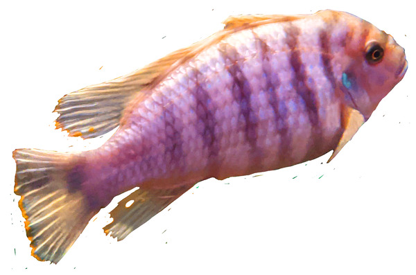 PurpleFish Digital Download