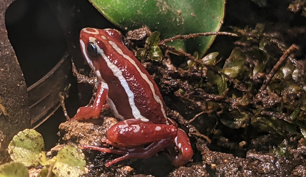 Red Frog Digital Download