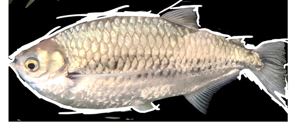 SilverFish Digital Download