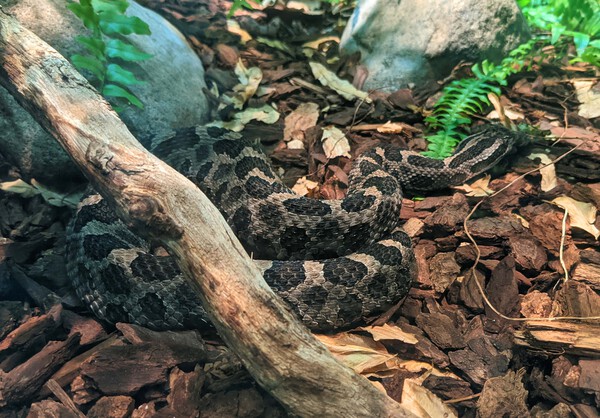 Snake Digital Download