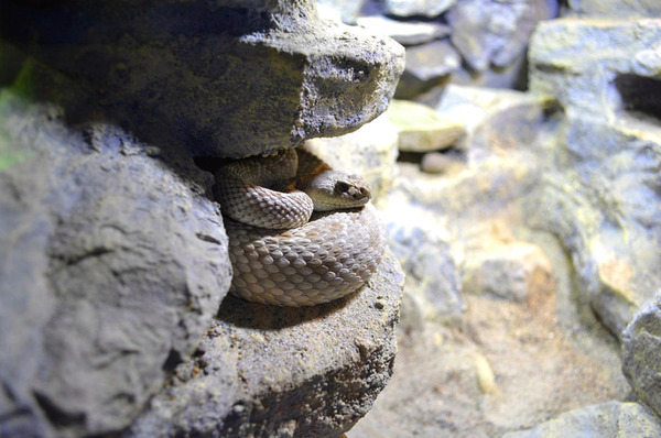 Snake Digital Download