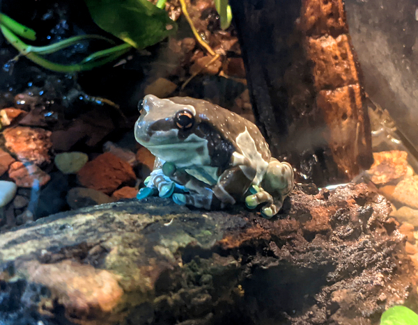 Toad Digital Download