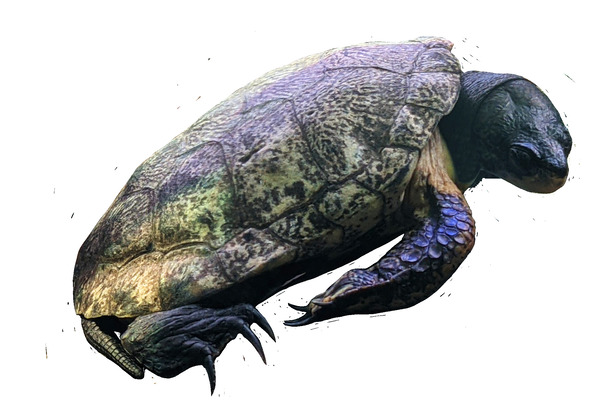 Turtle2 Digital Download
