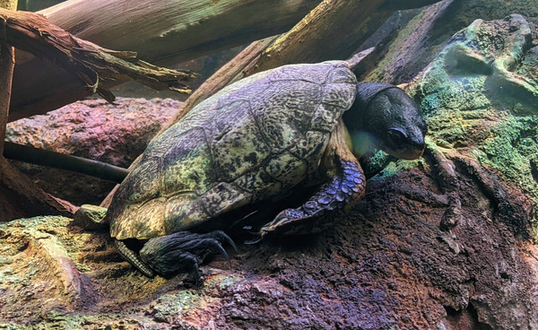 Turtle Digital Download