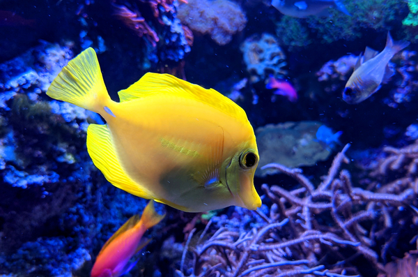 YellowFish Digital Download