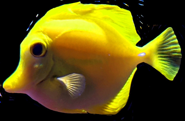 YellowFish3 Digital Download