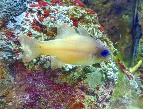 YellowFishCharacter Digital Download