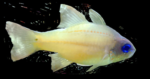 YellowFishCharacter2 Digital Download