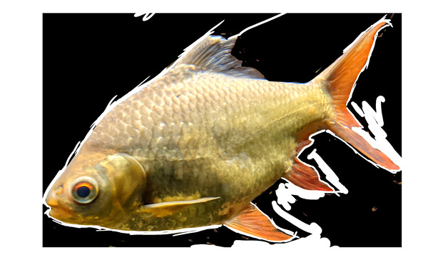 YellowFishCharacter3 Digital Download