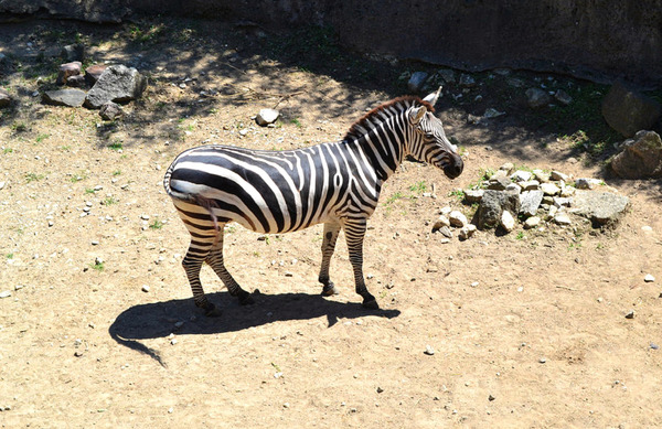 Zebra Digital Download