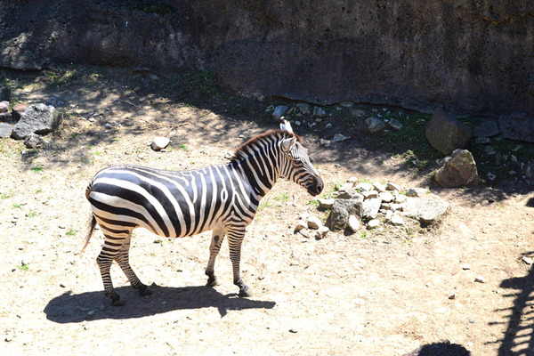 Zebra2 Digital Download