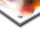 OrangeFishs2 Acrylic print