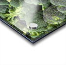 Brocolli Acrylic print