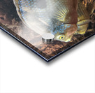 Colorful Fish Acrylic print
