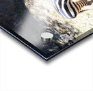 Zebra2 Acrylic print
