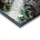 Zoo Acrylic print