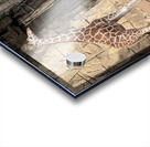 Giraffe Acrylic print
