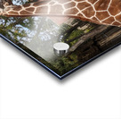 Giraffe Acrylic print