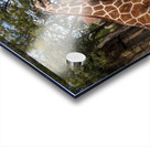 Giraffe Acrylic print