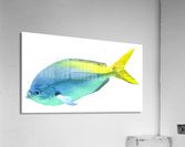 BlueYellow Acrylic Print