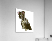 BrownHamster Acrylic Print